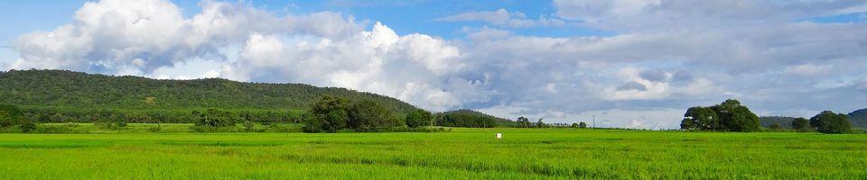 banner-rice patty.jpg